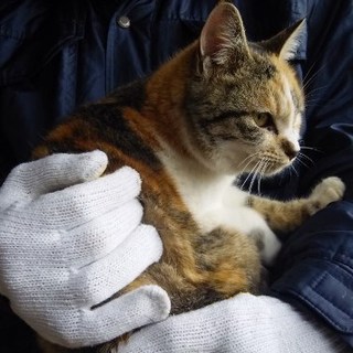 １歳未満のなつっこい三毛猫メス