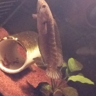 スネークヘッド　