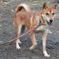 ボランティア日記