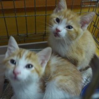 和風な茶白兄弟仔猫生後２ヶ月を家族に！