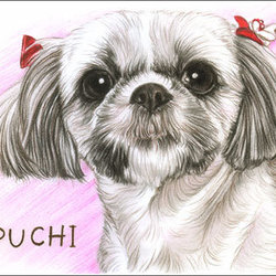 私の保護活動のはじまり