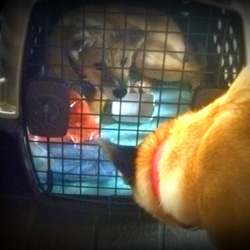 「保護犬ドビーちゃん」サムネイル2