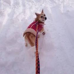 「保護犬ドビーちゃん」サムネイル3