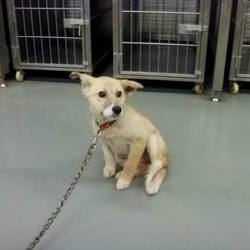 「保護犬ドビーちゃん」サムネイル1