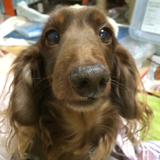 11歳オスのチョコタンMダックスです。