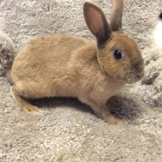 ネザーランドワーフ 子ウサギ 5か月