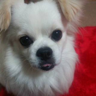 ペキニーズとチワワのMIXです。