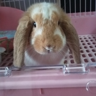 里親さん、決定しました！