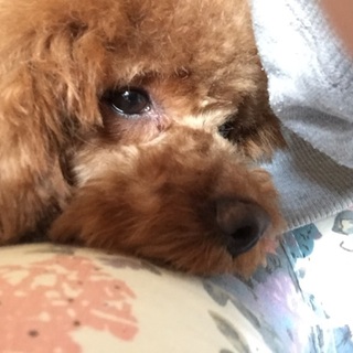 レッドのトイプードル