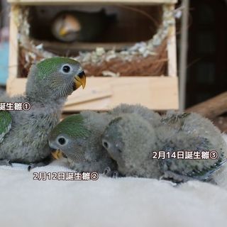 里親さん決まりましたありがとうございました。