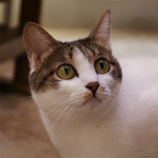 H26-47　キジ白さん