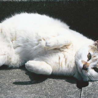 ちびしろちゃん