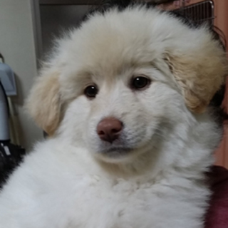 モコモコフワフワ。テディベアみたいな３か月の女の子