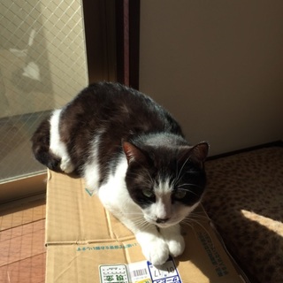 猫の里親を募集しています