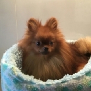 坂田☆まーくんの家族になっていただけませんか？