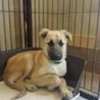 大人しいので優しい方募集４か月ボブくん