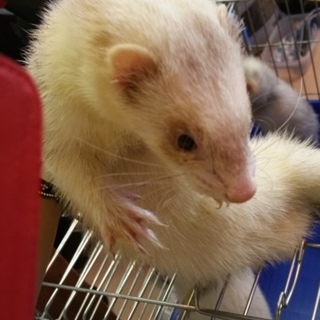 急募！フェレット仲良し３匹