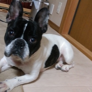 フレンチブルドッグ　6歳　♀