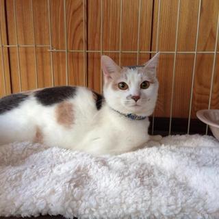 甘えんぼのパステル三毛ちゃんです♪