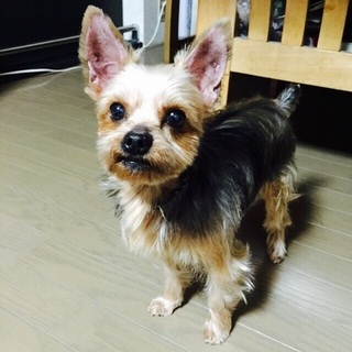 5歳のヨークシャテリア♂
