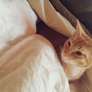 野良だけどすごくひとなつっこいです！