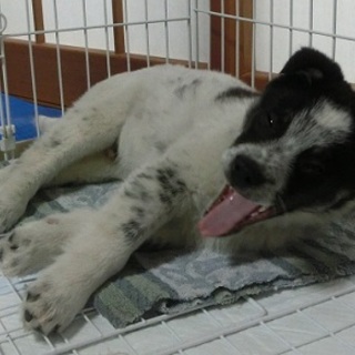 新しい家族に迎えて下さい