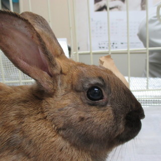 遺棄されたウサギ　里親さん募集中です。