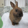 遺棄されたウサギ　里親さん募集中です。 サムネイル2