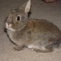 生後2ヶ月半　ミニウサギ