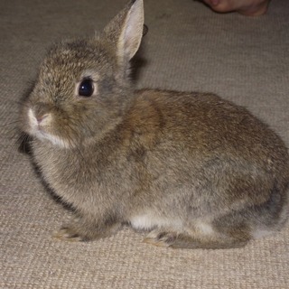 生後2ヶ月半　ミニウサギ