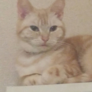 里親募集します(追加記事あり