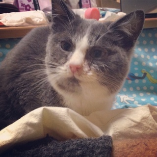 シャムの血が入ってるチャコールグレー