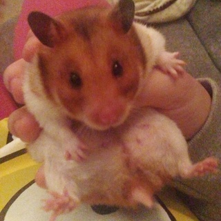 里親さん募集です。雌三匹