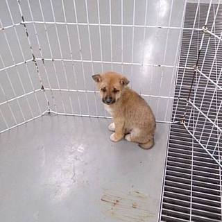 ◆ふわもこ雑種の仔犬　その６◆