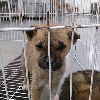 ◆ふわもこ雑種の仔犬　その７◆