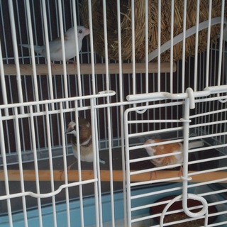 十姉妹 ４羽 雛