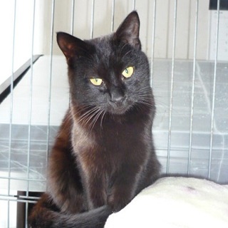 真っ黒の美人さんです