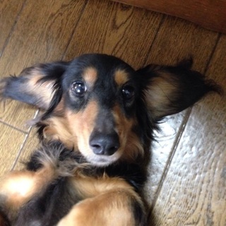 可愛がっていただける方探してます(*^^*)