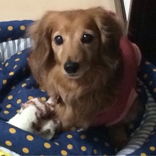 美人なシニアダックス♀カルアちゃん