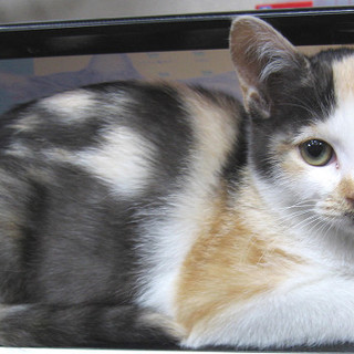 かわいがってくれる方 探しています。