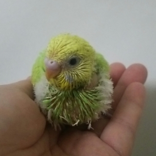 セキセイインコのヒナ