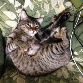 人間大好きゴロゴロ甘えん坊なキジトラのお母さん