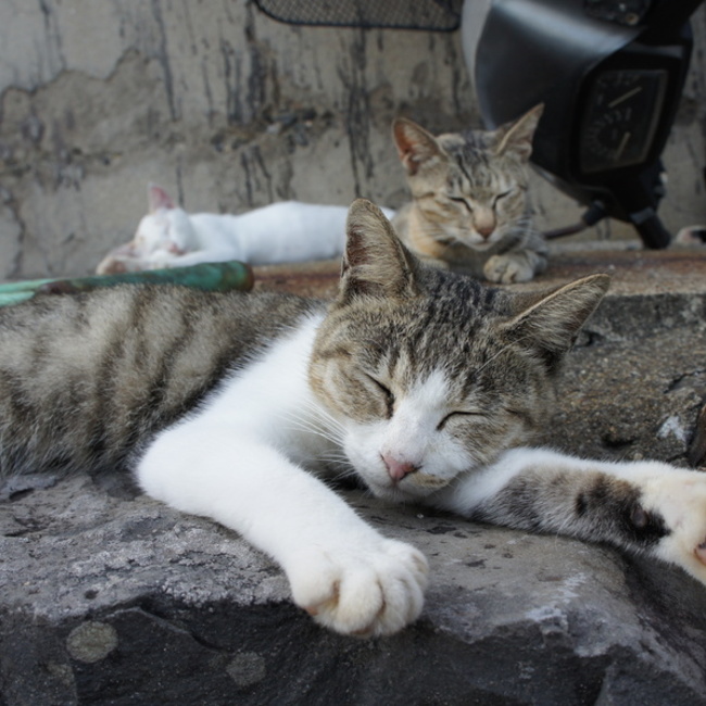 タカヤマのカバー写真
