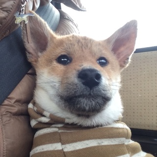 生後4ヶ月、純血柴犬の男の子