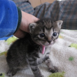 かわいいきじとらつばきちゃん　授乳中　