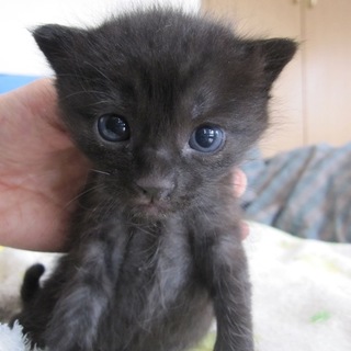 かわいい黒猫みにらくん　授乳中　