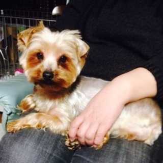 ヨークシャテリア メス7歳
