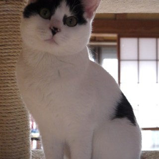 ☆トライアル募集中止☆おっとり可愛いのぶ子ちゃん