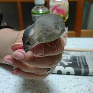 桜文鳥の里親さま