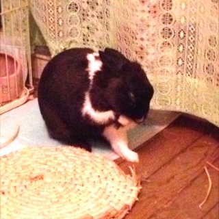 里親さま急募【うさぎ♂去勢済11歳】